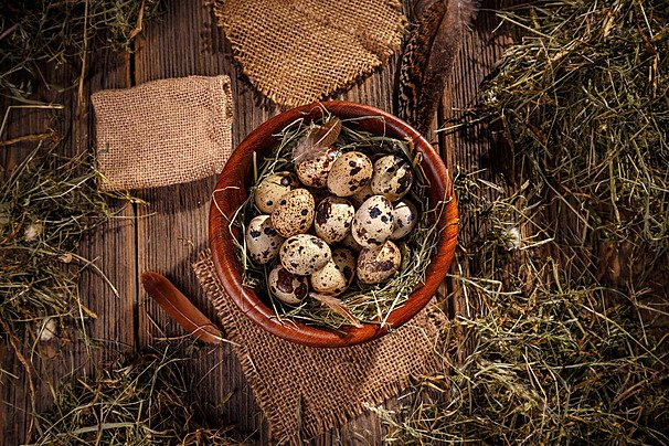 مزرعة د. كويل - طيور السمان